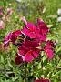 Phlox Othello